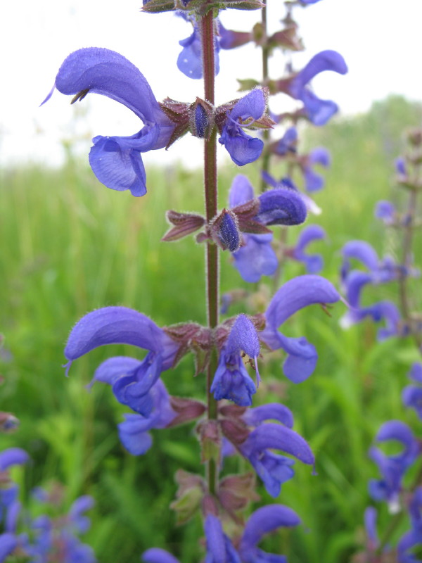 Salvia pratensis