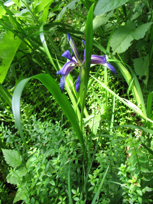 Iris graminea / Giaggiolo susinario