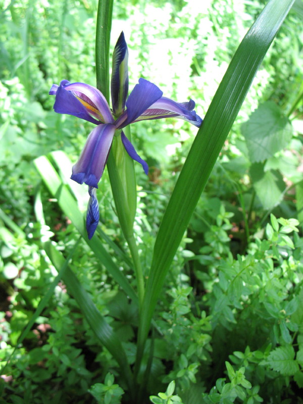 Iris graminea / Giaggiolo susinario