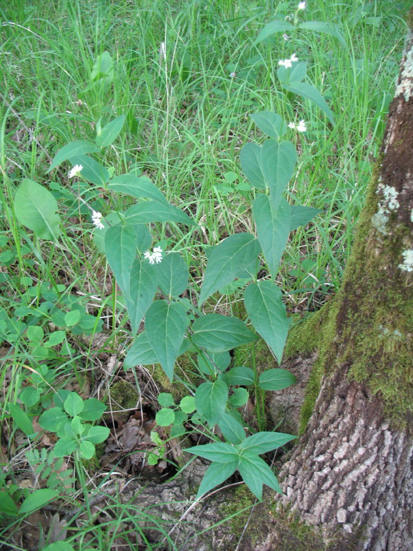 Vincetoxicum hirundinaria / Vincetossico comune