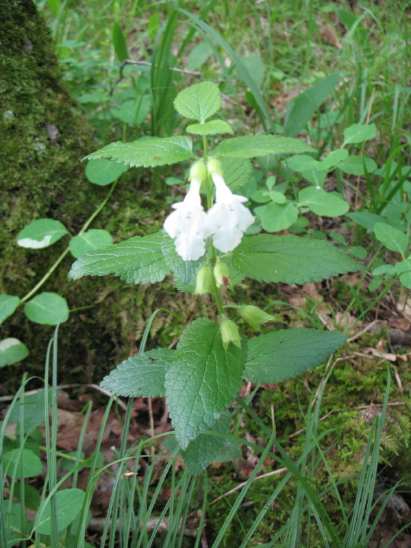 Melittis melissophyllum / Erba limona comune