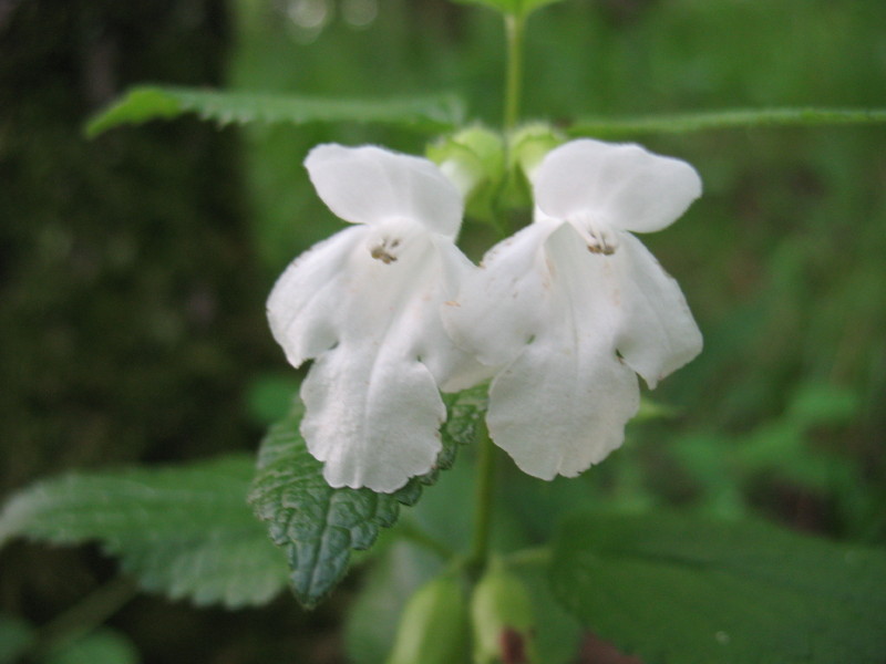 Melittis melissophyllum / Erba limona comune
