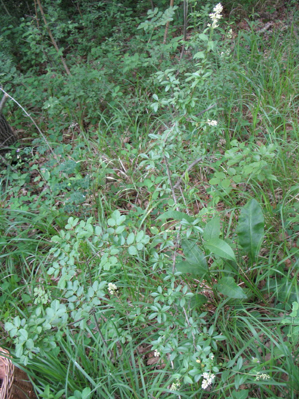 Ligustrum vulgare / Ligustro