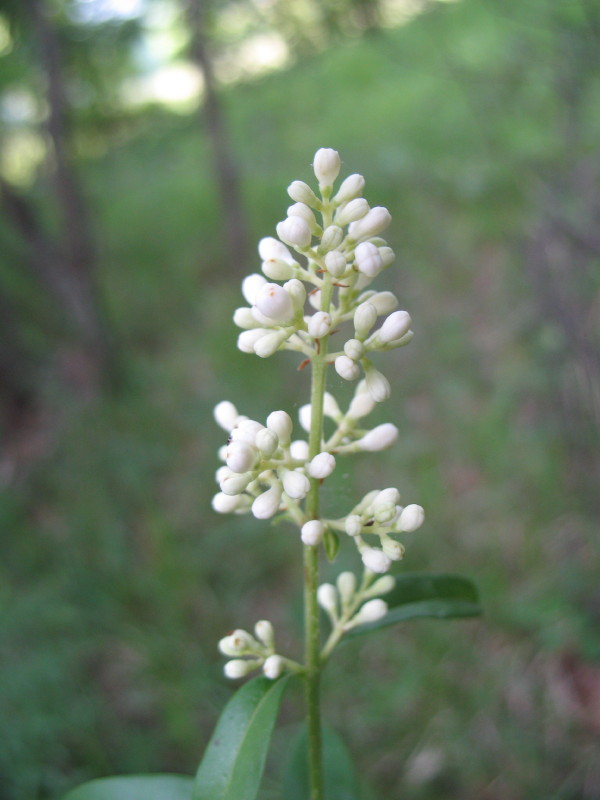 Ligustrum vulgare / Ligustro