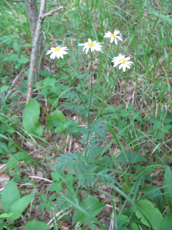Tanacetum corymbosum / Erba-amara dei boschi