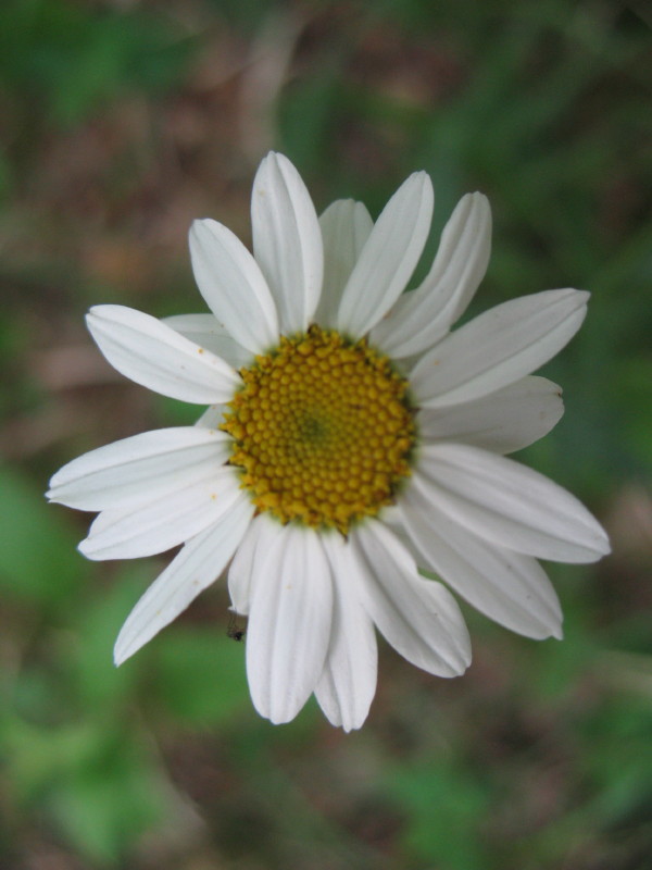Tanacetum corymbosum / Erba-amara dei boschi
