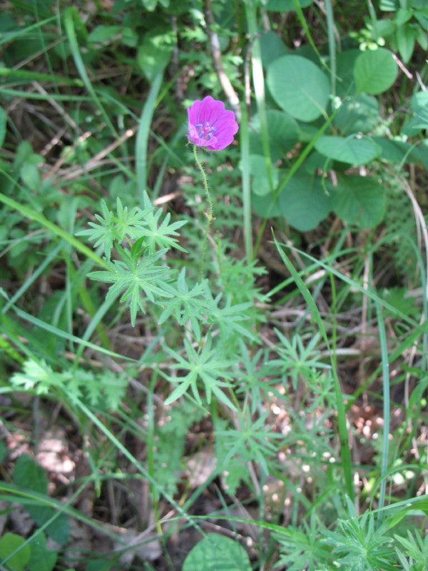 Geranium sanguineum (Geraniaceae)