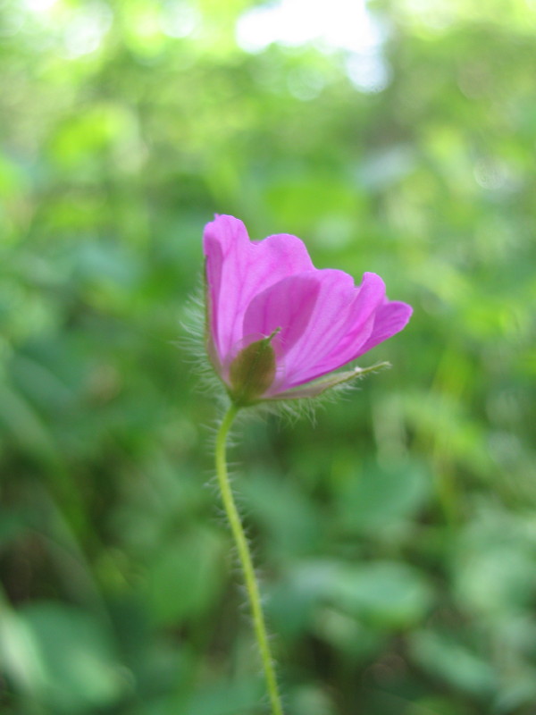Geranium sanguineum (Geraniaceae)