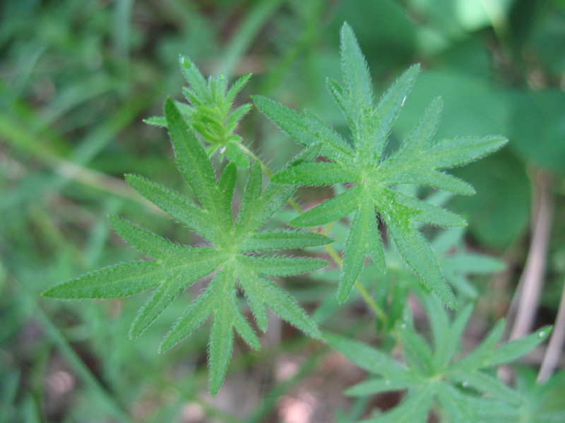 Geranium sanguineum (Geraniaceae)