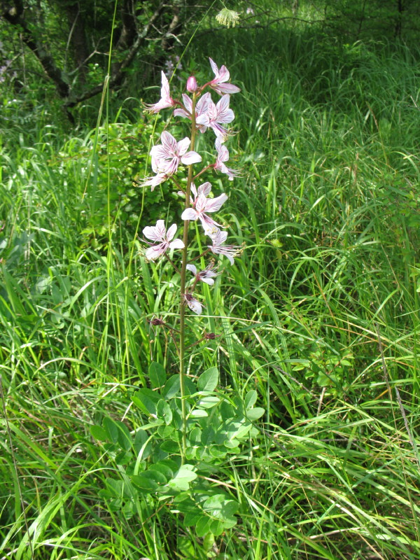 Bellissima - Dictamnus albus