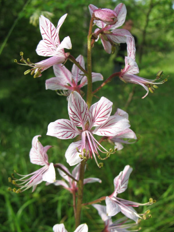 Bellissima - Dictamnus albus