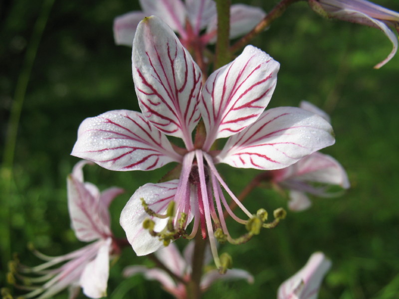 Bellissima - Dictamnus albus