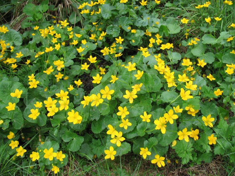 Caltha palustris / Calta palustre
