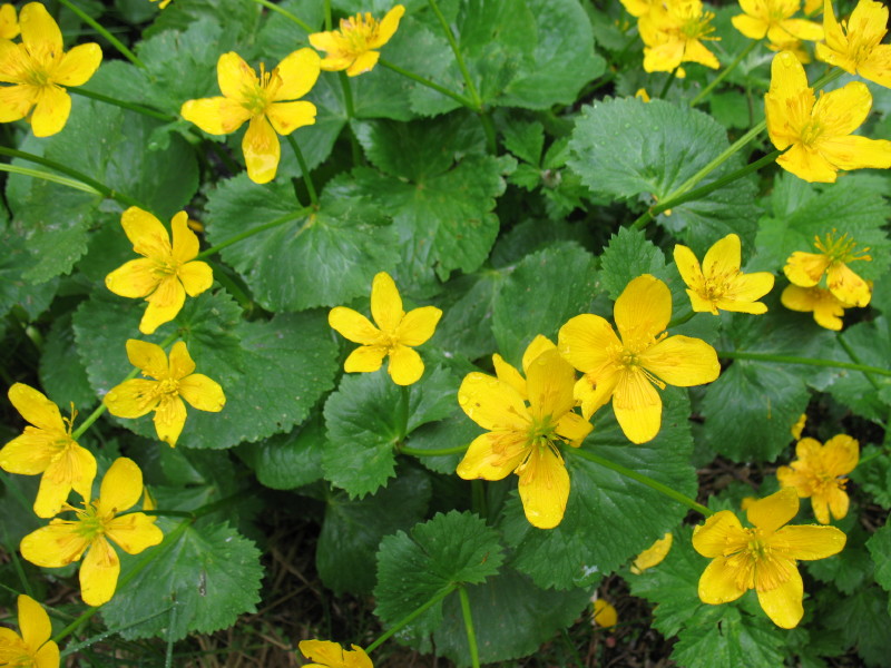 Caltha palustris / Calta palustre