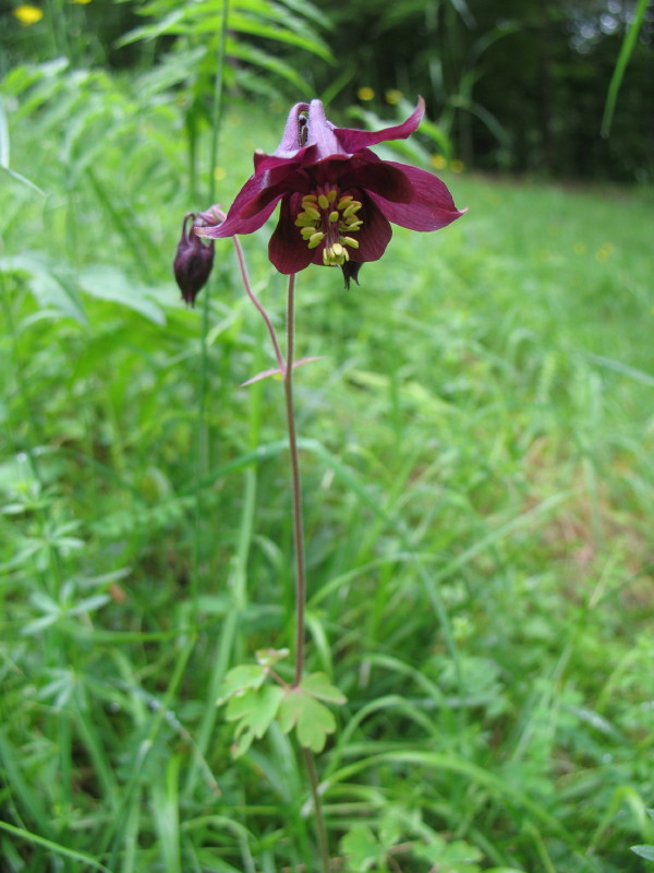 Bellissima dai fiori amaranto - Aquilegia atrata