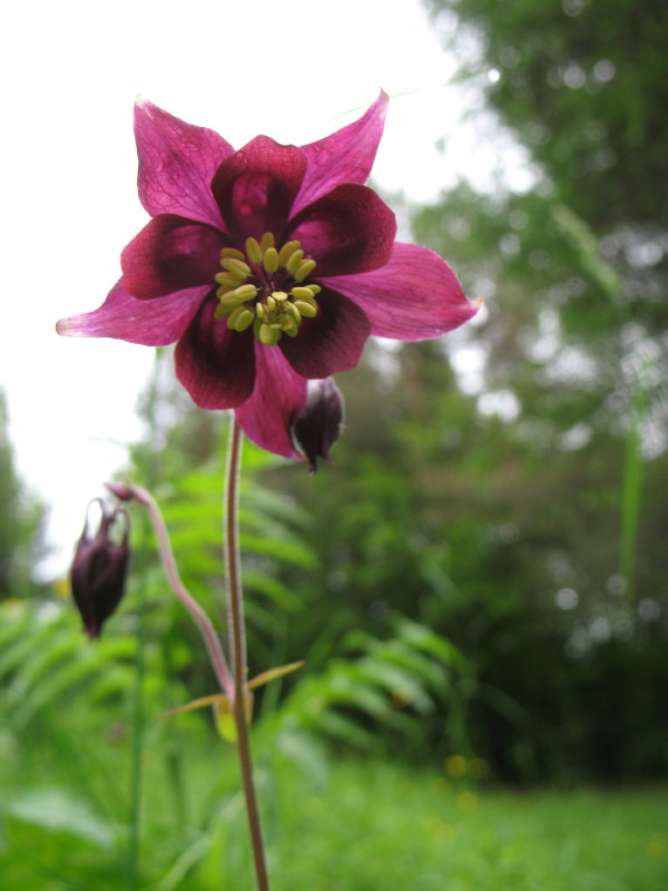 Bellissima dai fiori amaranto - Aquilegia atrata