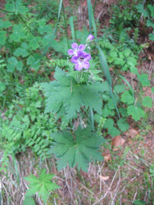 Geranium sylvaticum / Geranio silvano