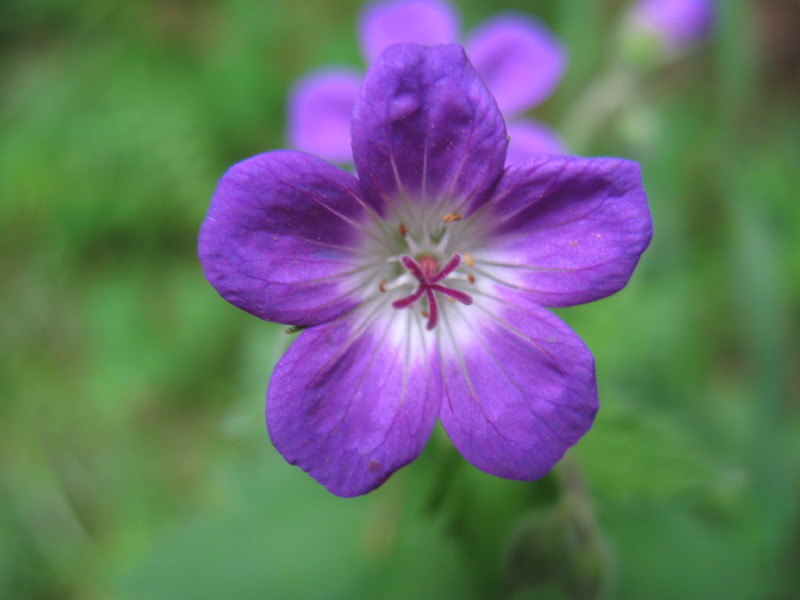 Geranium sylvaticum / Geranio silvano