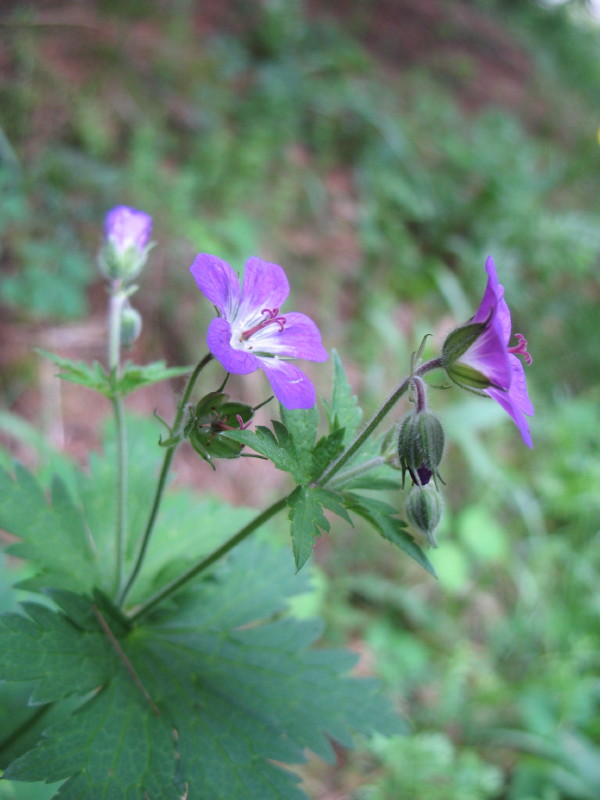 Geranium sylvaticum / Geranio silvano