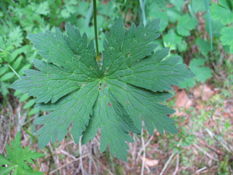 Geranium sylvaticum / Geranio silvano