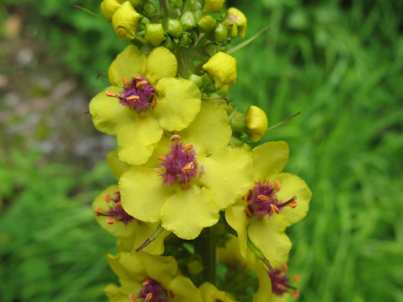 Fiori stupendi - Verbascum sp.