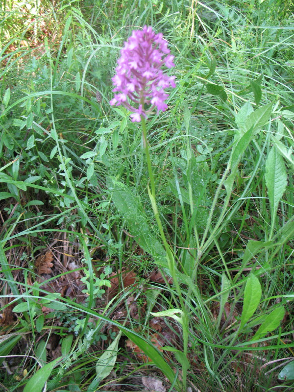 Anacamptis