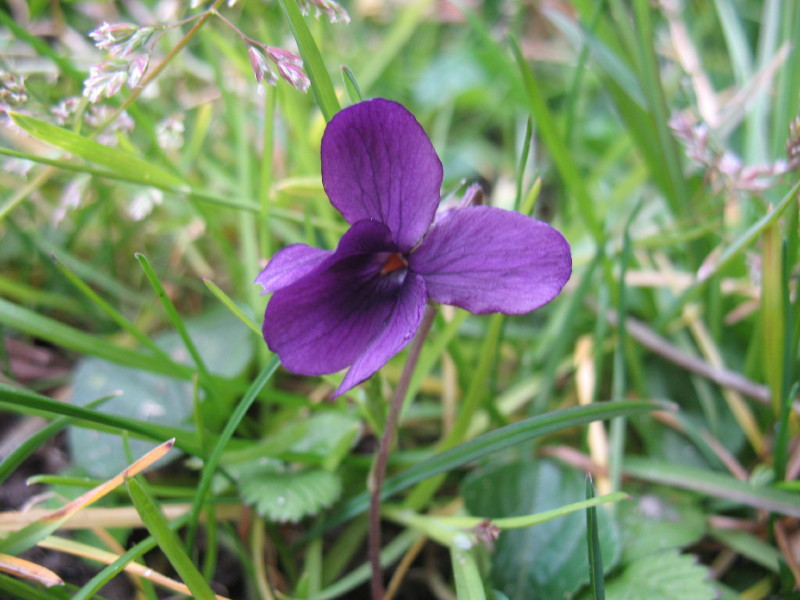 Fiori di campo - Viola odorata e Bellis sp.