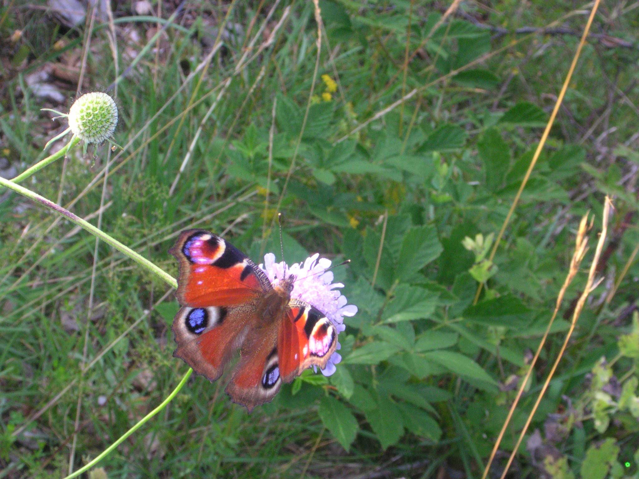 Aglais io