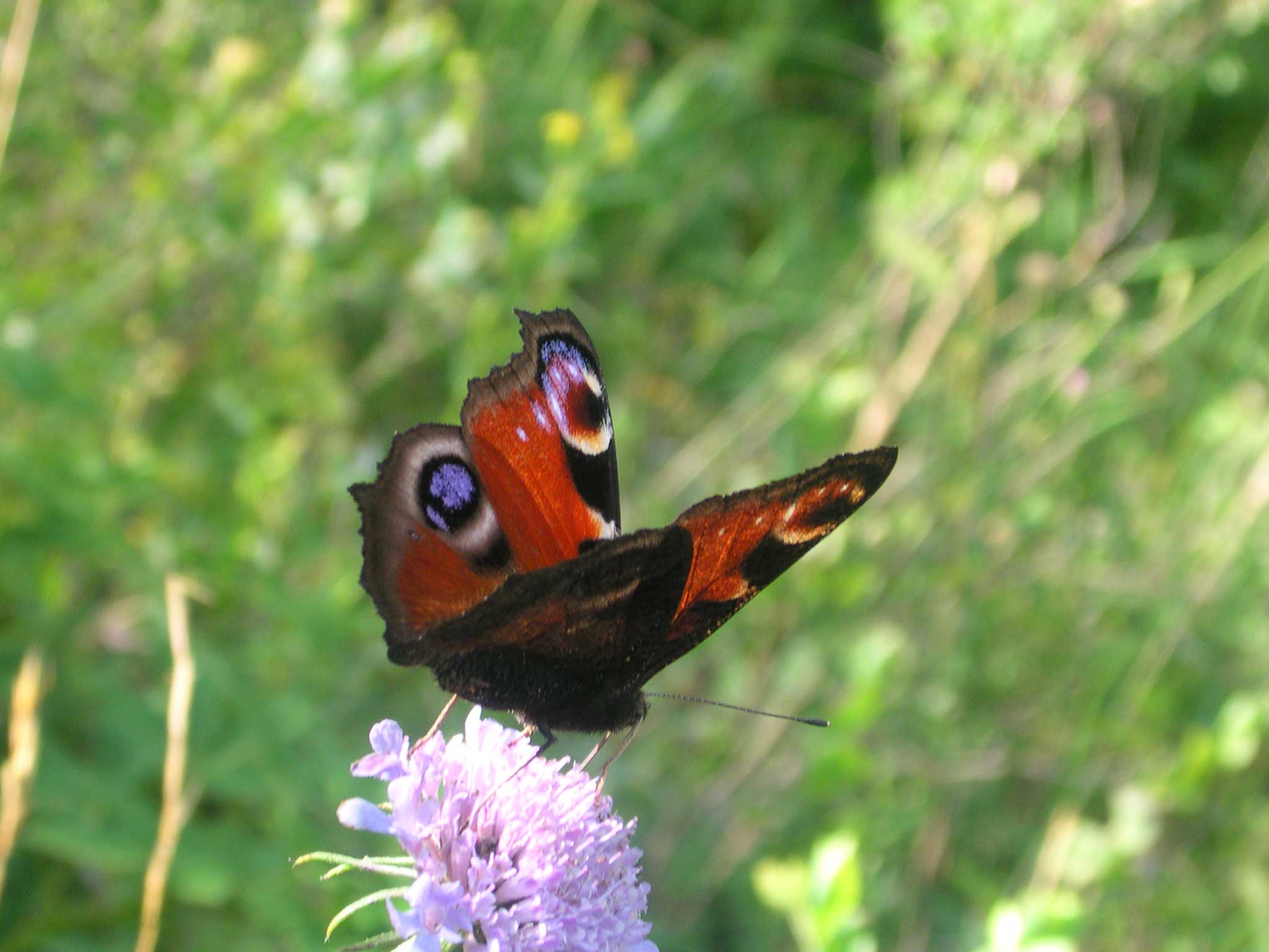 Aglais io