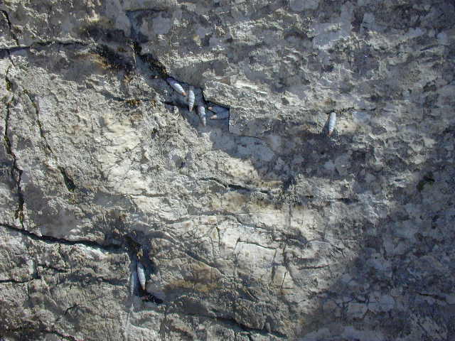 Medora macascarensis (Sowerby,1828) = Medora albescens