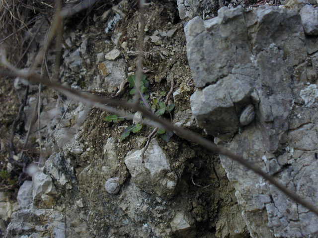 Gastropodi e Ambienti del Parco del Pollino