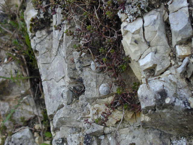 Gastropodi e Ambienti del Parco del Pollino