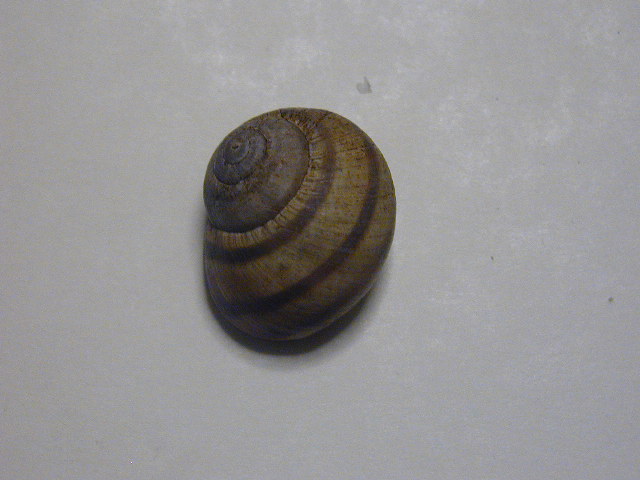 Medora macascarensis (Sowerby,1828) = Medora albescens