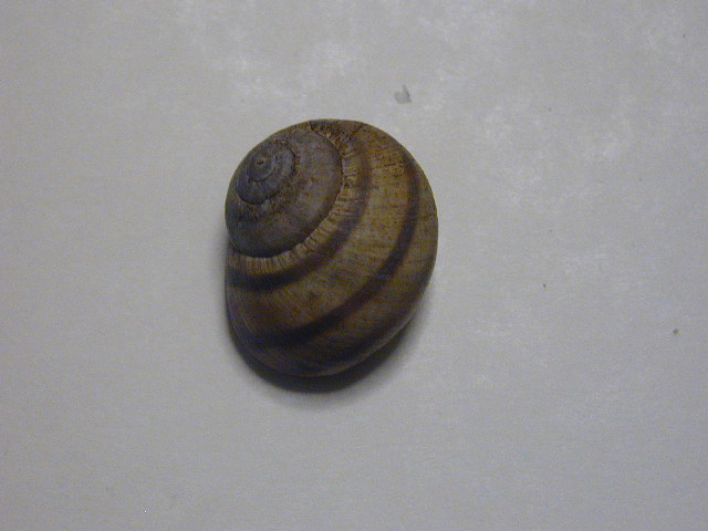 Medora macascarensis (Sowerby,1828) = Medora albescens