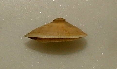 Basisulcata lepida
