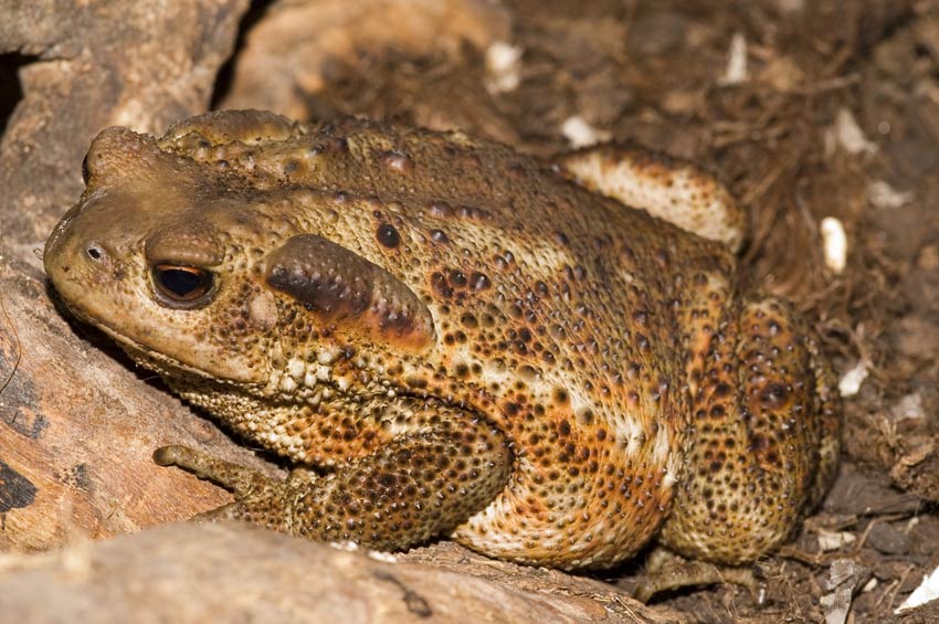 Bufo bufo