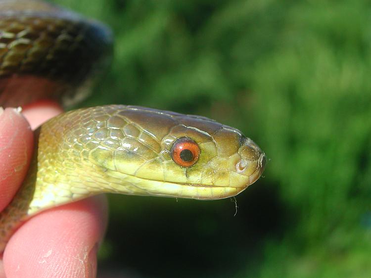 Zamenis longissimus