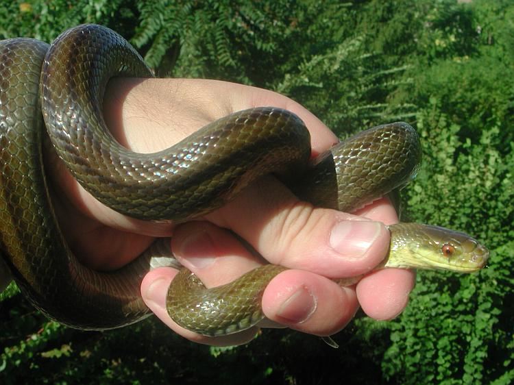 Zamenis longissimus
