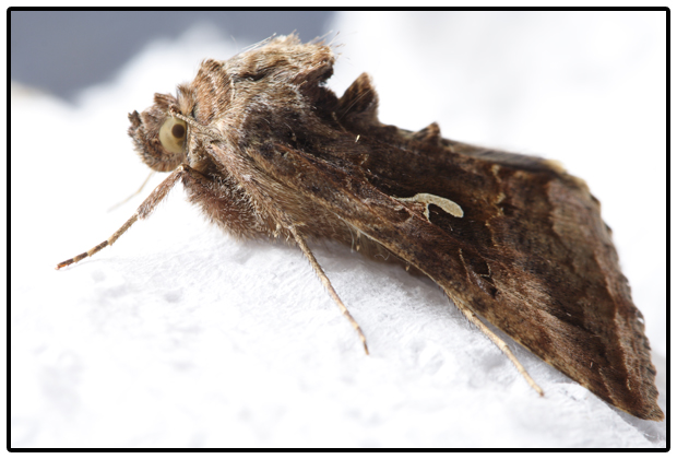 Fiocco rosa o azzurro  Autographa gamma