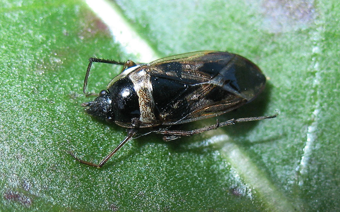 Rhyparochromus  (Raglius) sp.?