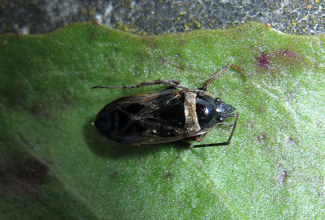 Rhyparochromus  (Raglius) sp.?
