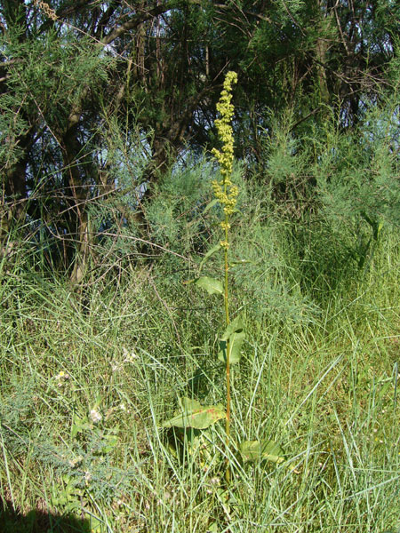 Rumex crispus