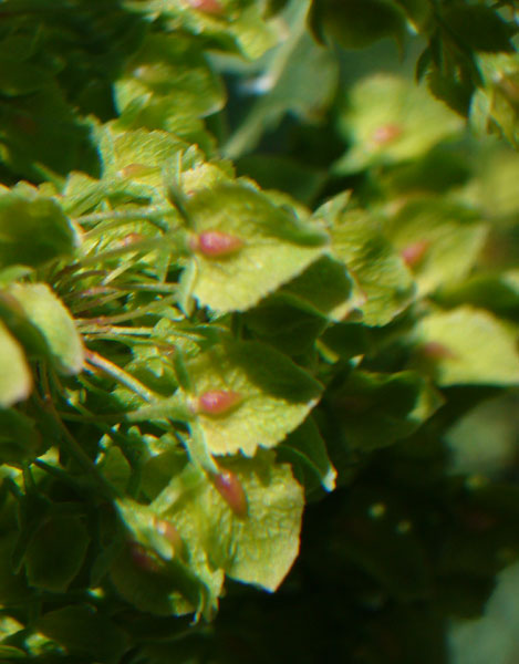 Rumex crispus