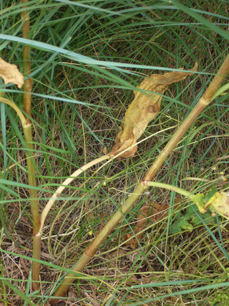 Rumex crispus