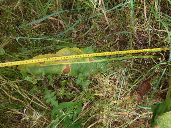 Rumex crispus