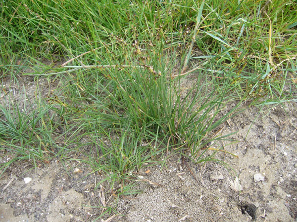 Juncus gerardii / Giunco di Grard