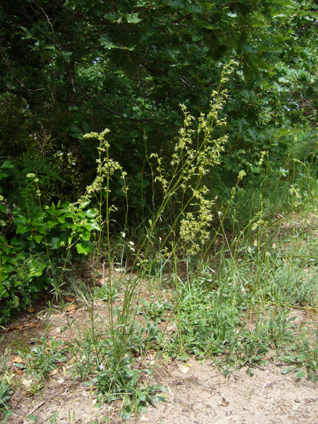 Silene otites / Silene otite