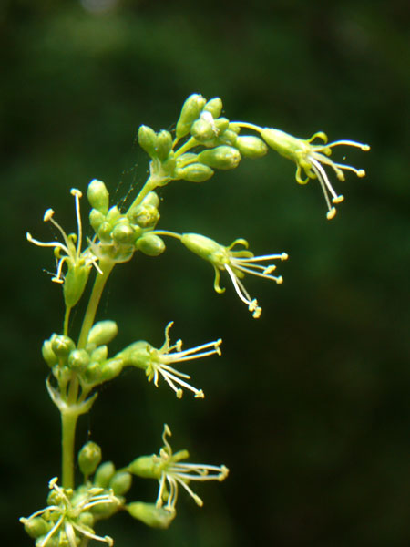 Silene otites / Silene otite