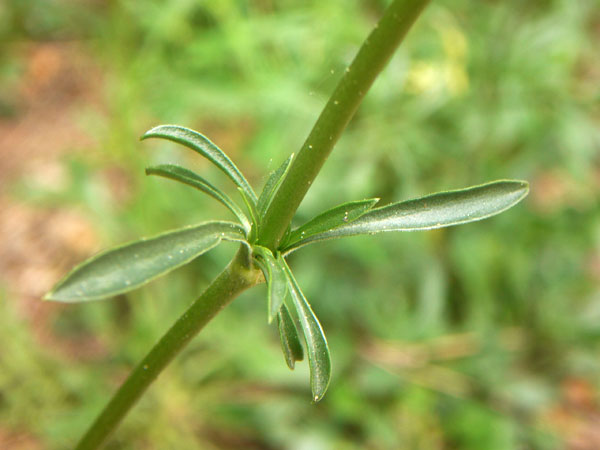 Silene otites / Silene otite