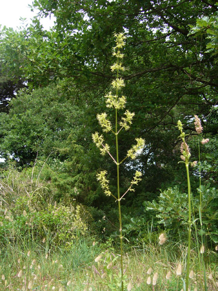 Silene otites / Silene otite